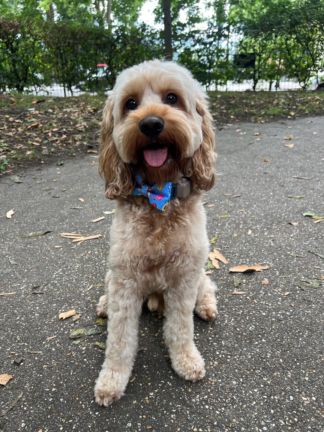 Customer photo review of Oatmeal Nose & Paw Balm Pot for Dogs
