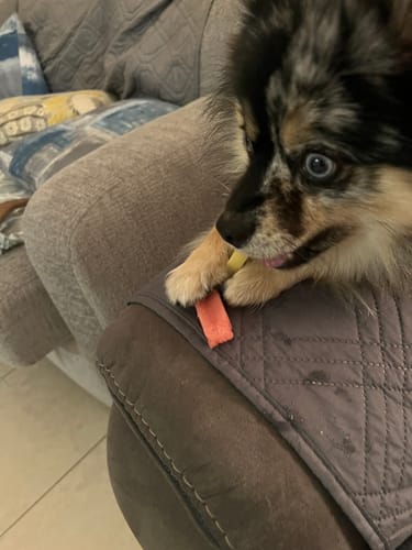 Customer photo review of 4-Stick Yak Chew Pack – Mint, Banana, Strawberry & Pumpkin