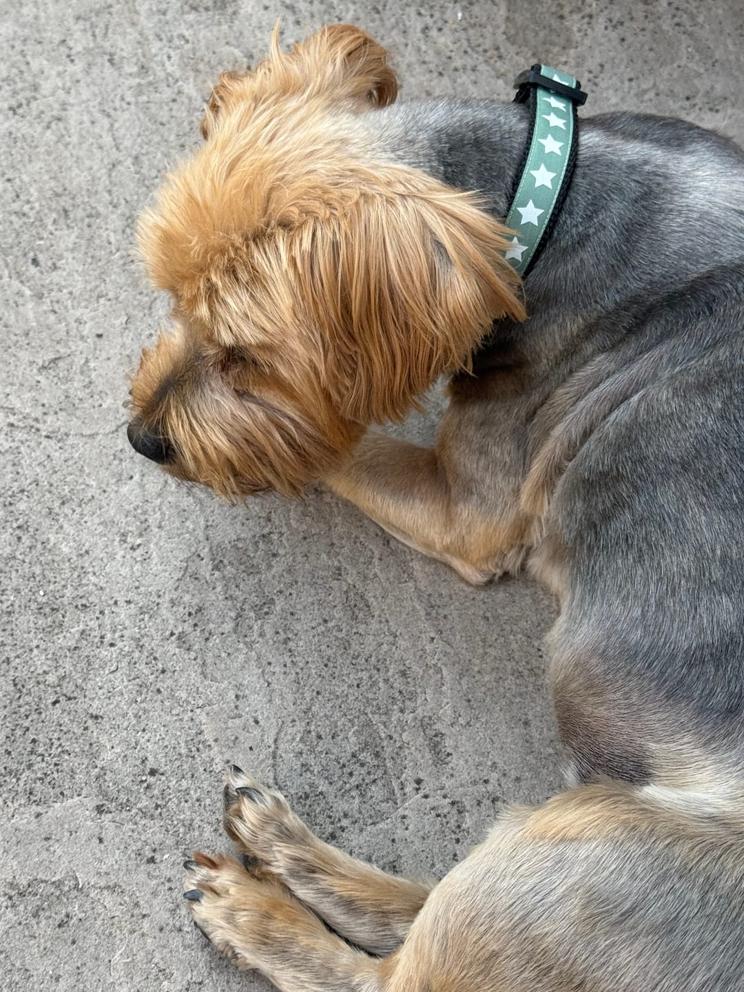 Customer photo review of Green Star Dog Collar