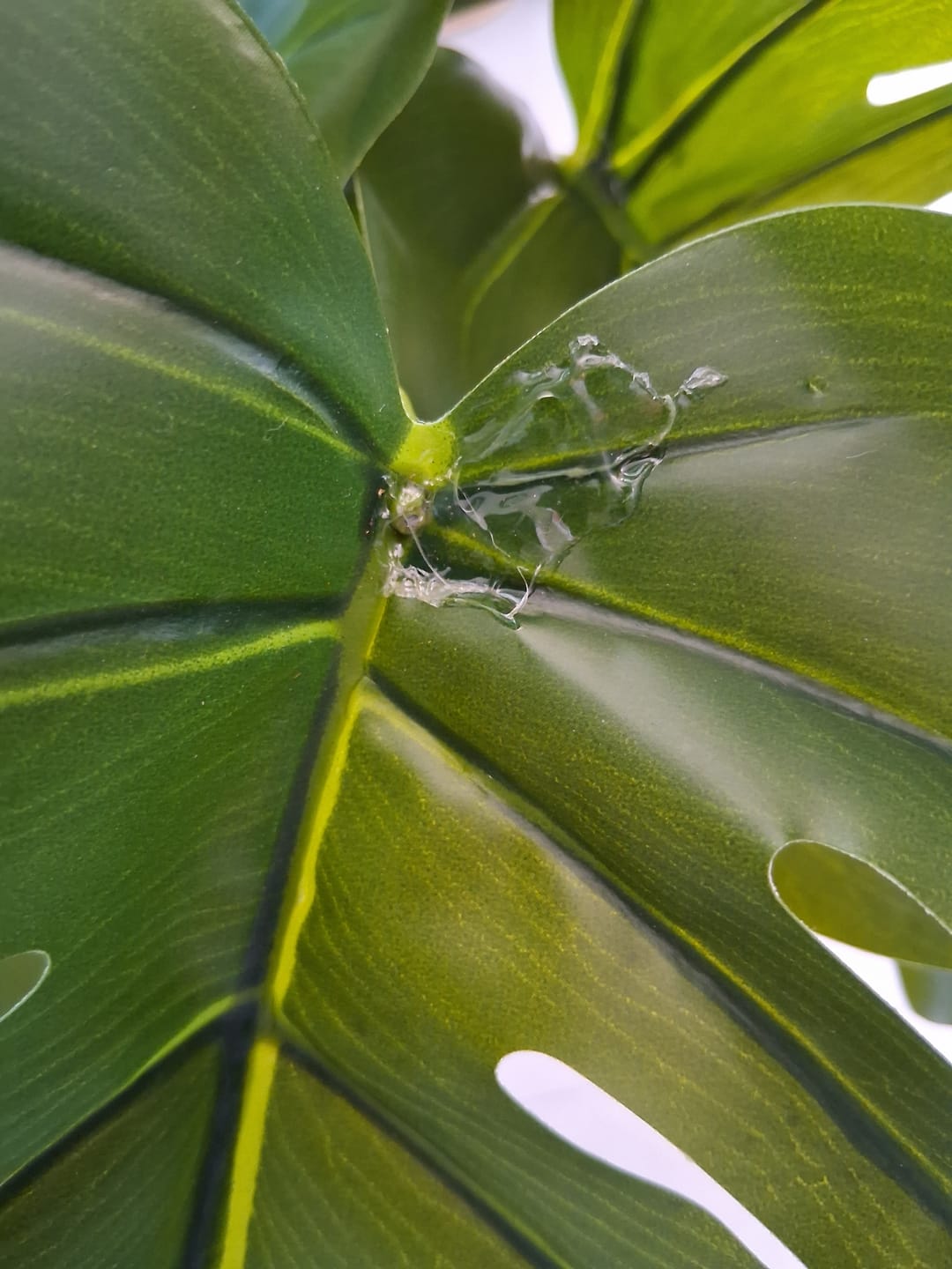 Customer photo review of Monstera Kunstpflanze 65cm
