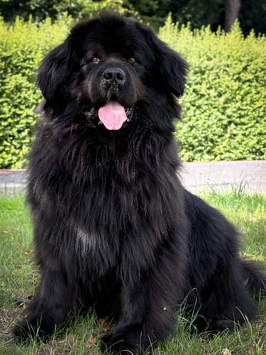Customer photo review of Strotonin Dog Support