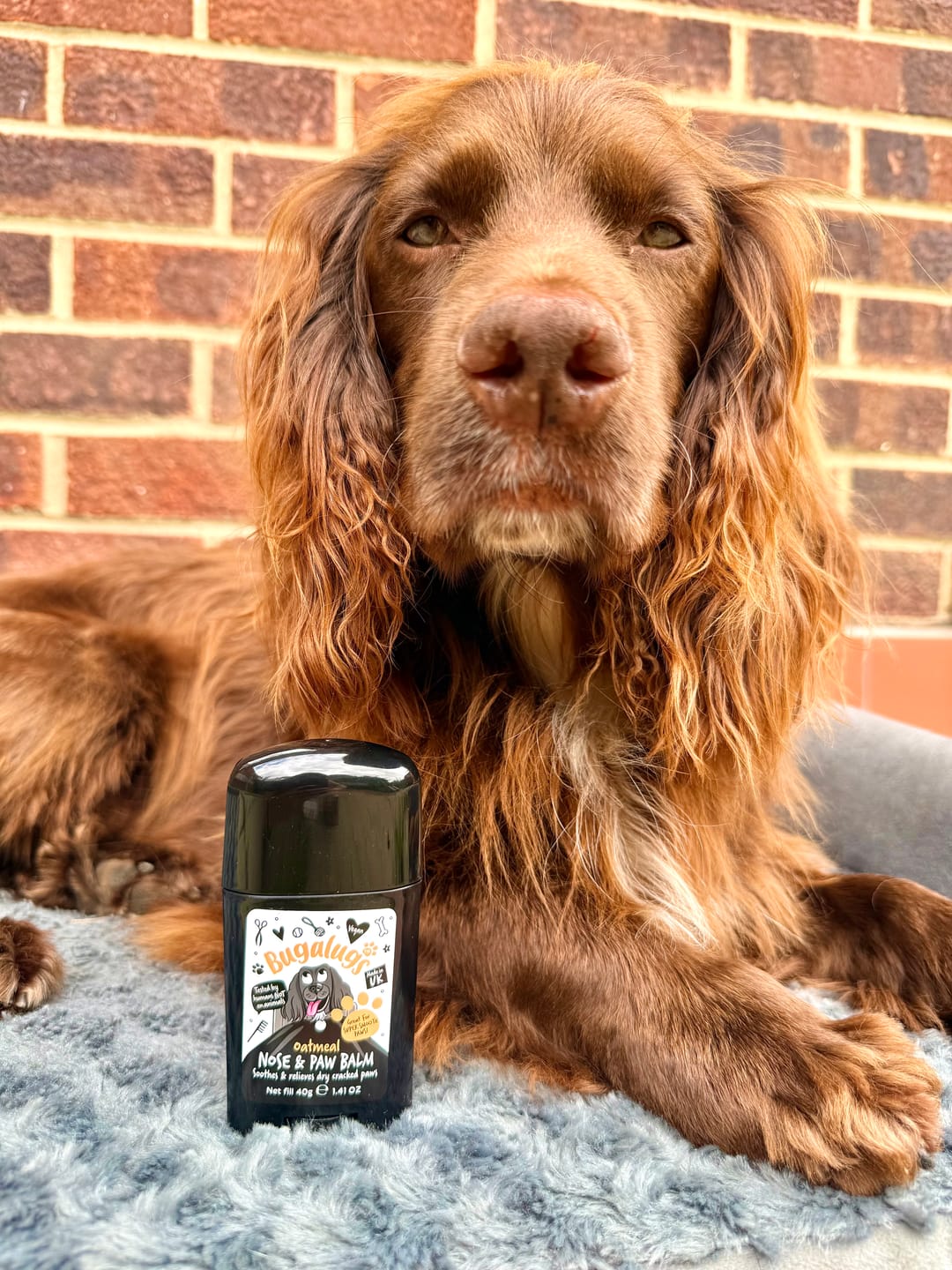 Customer photo review of Oatmeal Nose & Paw Balm Stick for Dogs