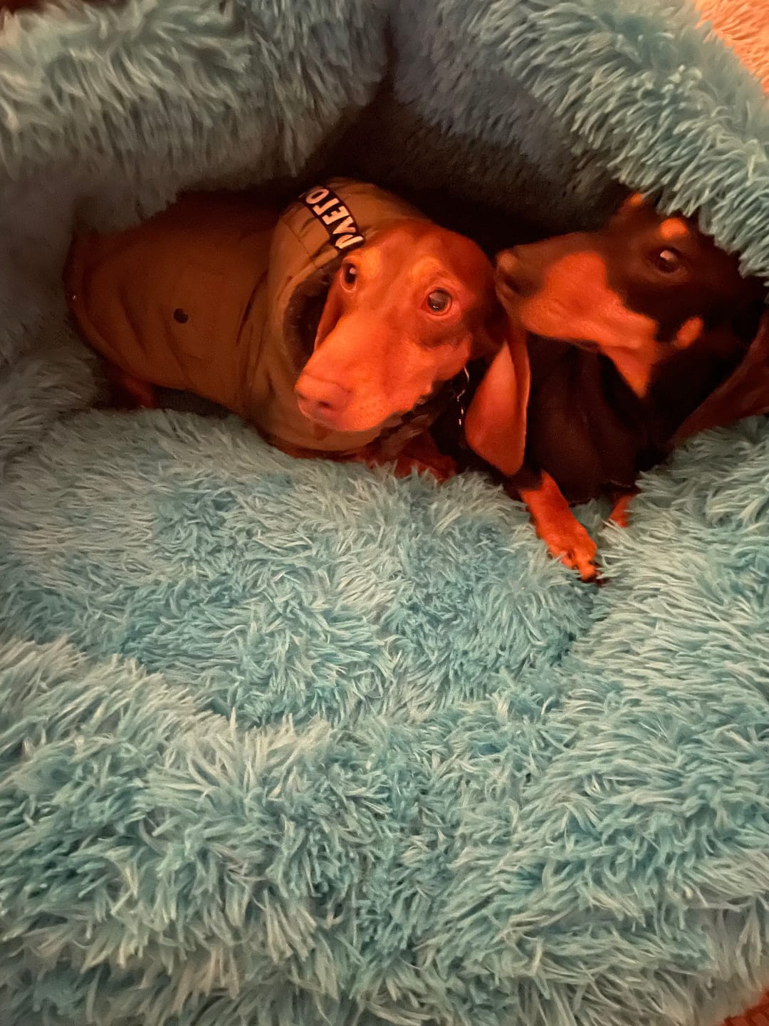 Customer photo review of Oodle-Doo Burrow Bed