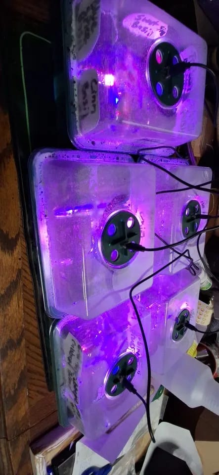 Customer photo review of GardenMate™ - Seed Starter Kit