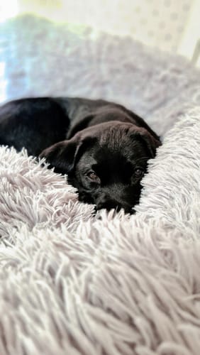 Customer photo review of CalmBed - Motverkar stress & hjälper mot ångest