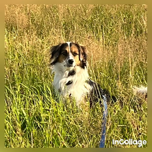 Customer photo review of Wurmtest Pro Hund