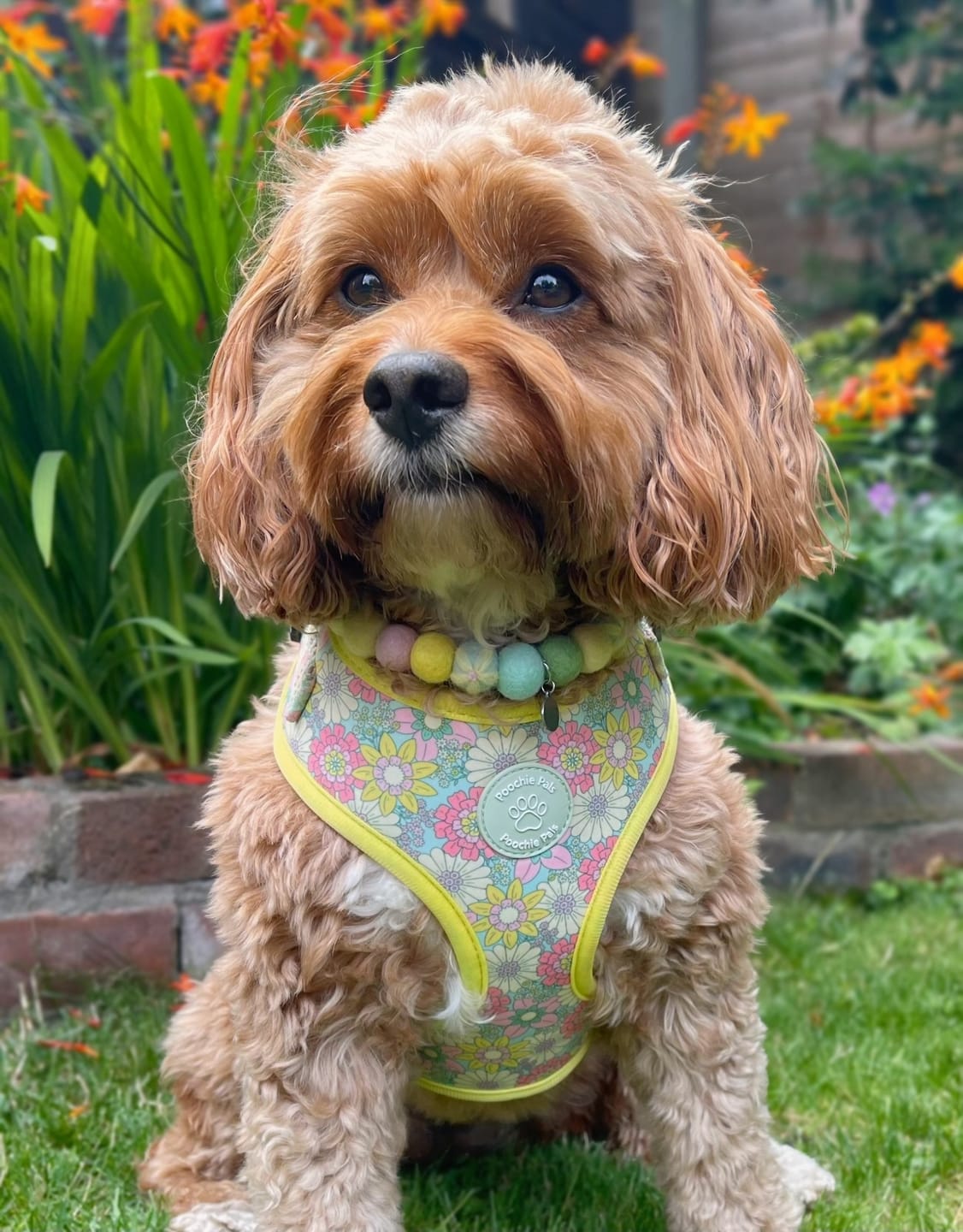 Customer photo review of Sunshine Meadow Flower Collar 1