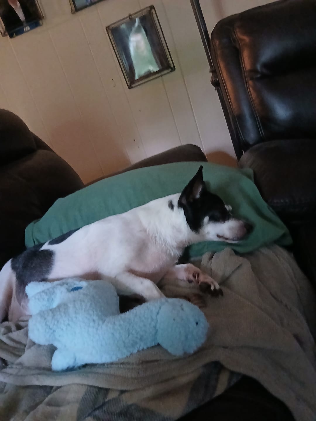 Customer photo review of KING KALM 600mg CBD with Copaiba, Krill Oil and DHA for Dogs & Cats