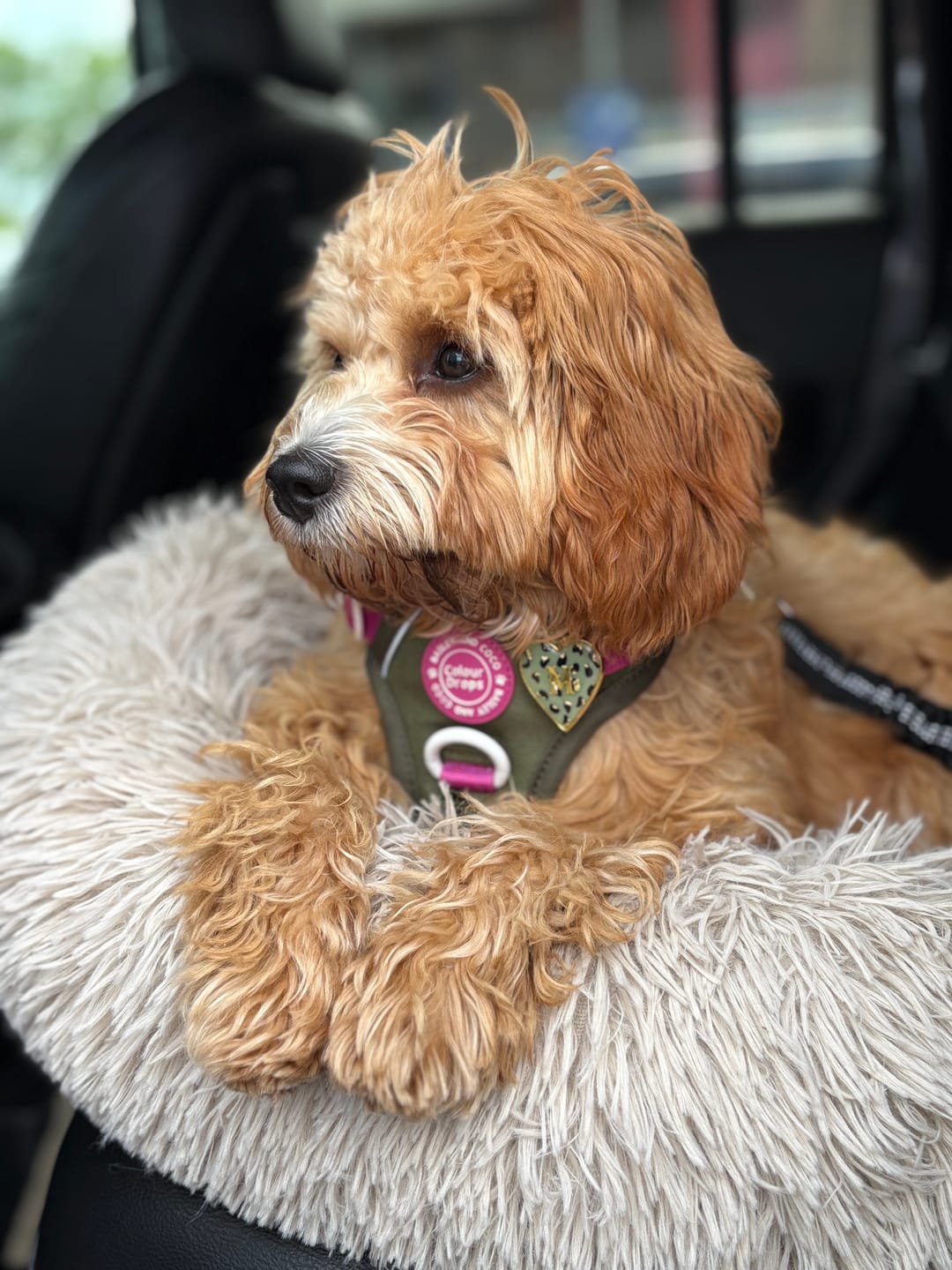 Customer photo review of Trail & Glow Dog Harness - COLOUR DROPS® - Olive it Hot