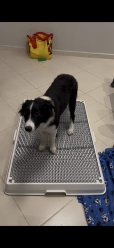 Customer photo review of Weasy Cão