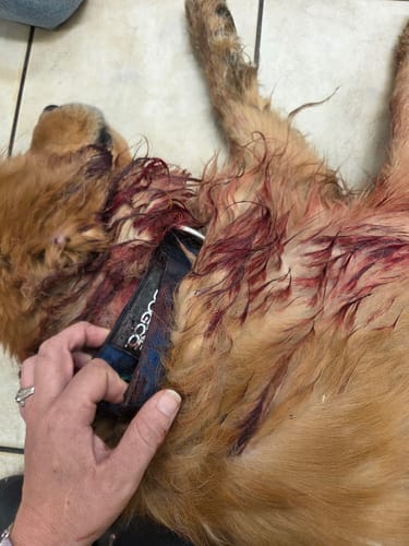 Customer photo review of 2" Tactik Dog Collar - Cobalt