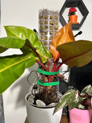 Customer photo review of Philodendron 'Prince of Orange'