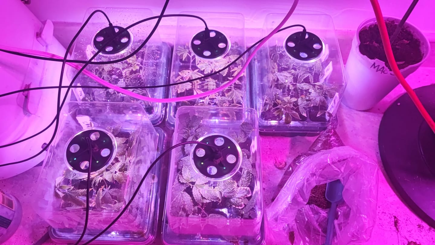 Customer photo review of GardenMate™ - Seed Starter Kit