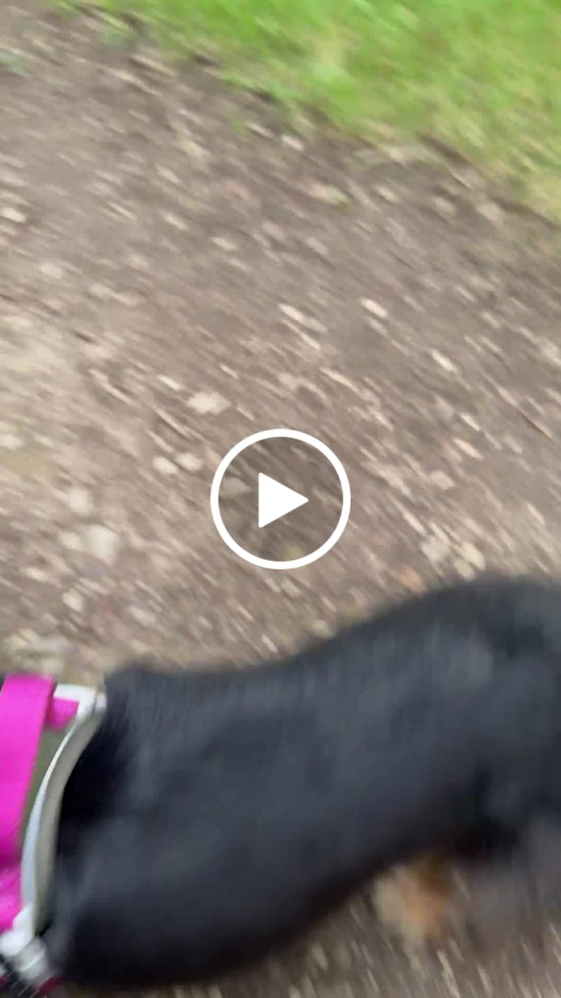 Customer video review of Trail & Glow® Adjustable Collar - COLOUR DROPS® - Olive it Hot