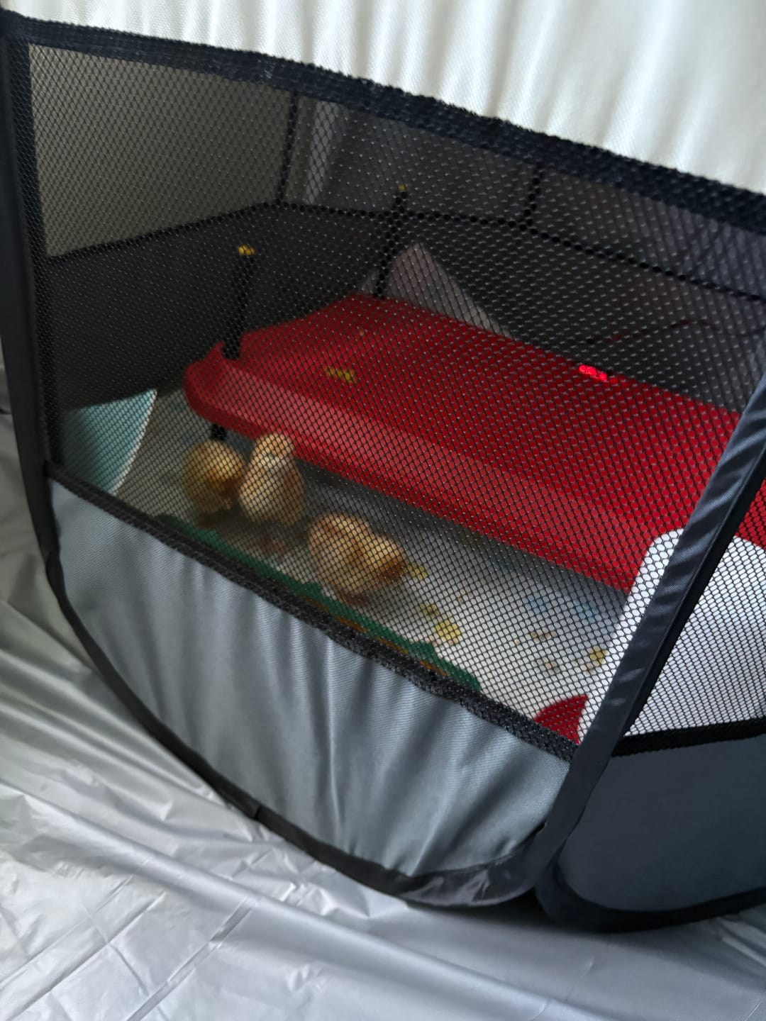 Customer photo review of Chick Brooder Pop Up Large 10-15 chicks