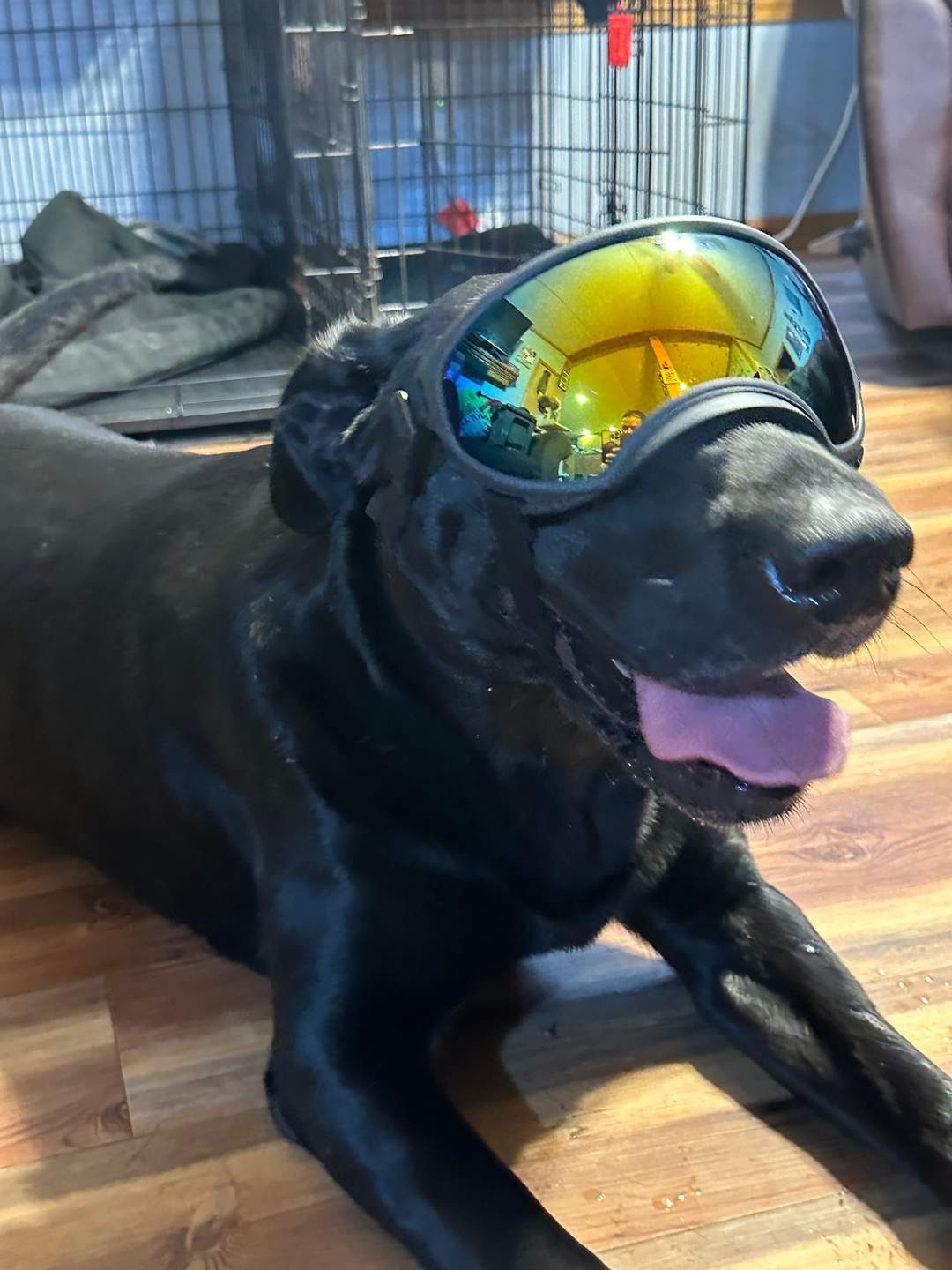 Verified customer photo of a black dog wearing Team K9 Dog Goggles indoors