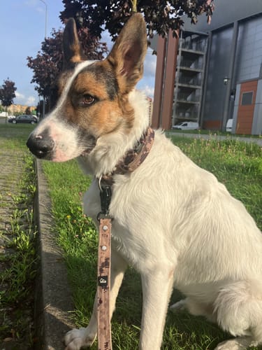 Customer photo review of Szeroka obroża z klamrą extreme - Extreme Buckle Camo Beige