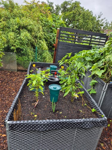 Customer photo review of Bewässerungssystem "Hydro Cup" mit 4 Tonkegeln und Becheraufsätzen