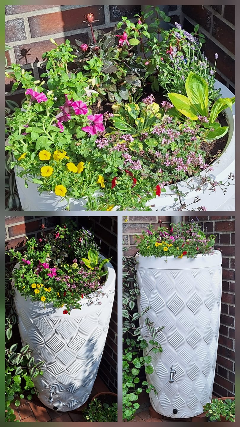 Customer photo review of YourCasa Regentonne 240 Liter [Seabreeze Flower] - Nachhaltige Bewässerung im Garten