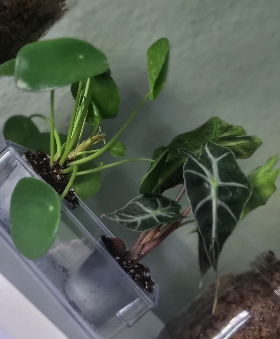 Customer photo review of ALOCASIA AMAZONICA