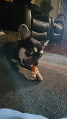 Customer photo review of 4-Stick Yak Chew Pack – Mint, Banana, Strawberry & Pumpkin