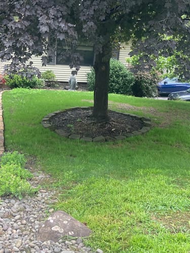 Customer photo review of GCI Turf Cool Blue Grass Seed