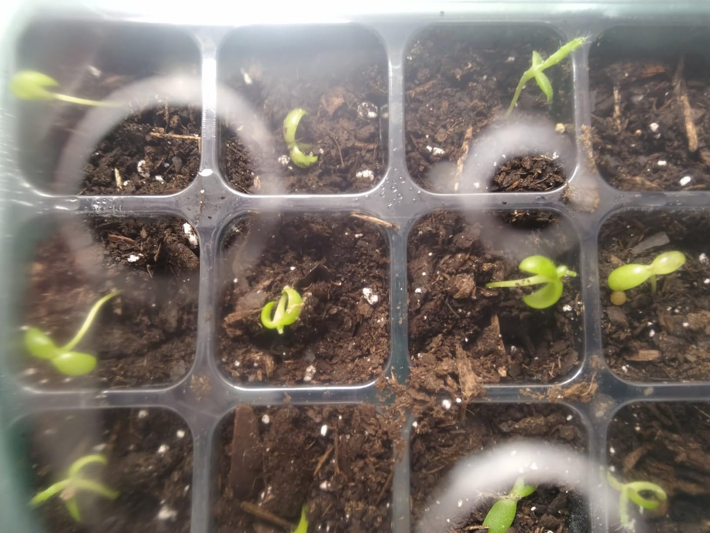 Customer photo review of GardenMate™ - Seed Starter Kit