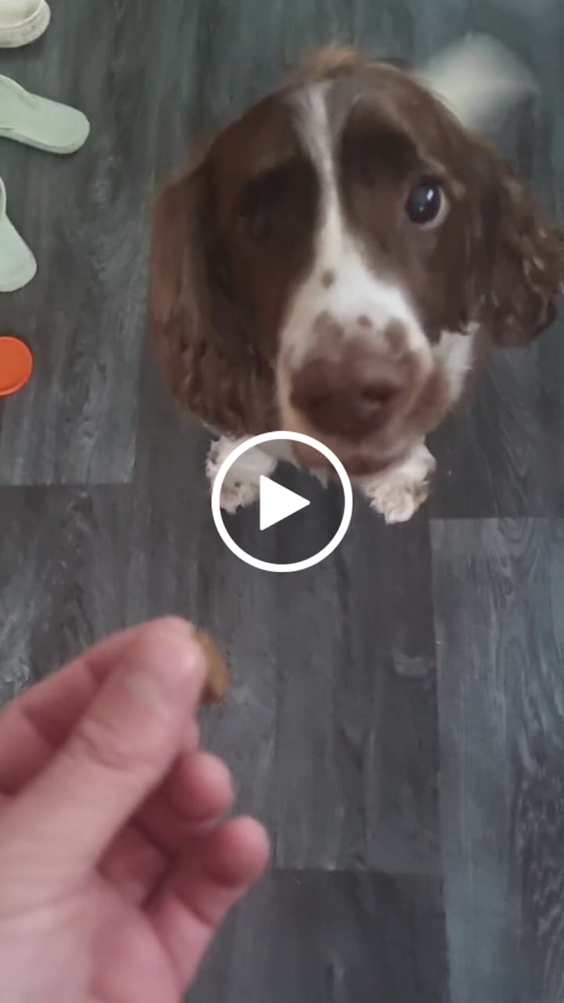 Customer video review of Calming Soft Chews for Dogs - Helps Reduce Stress & Tension