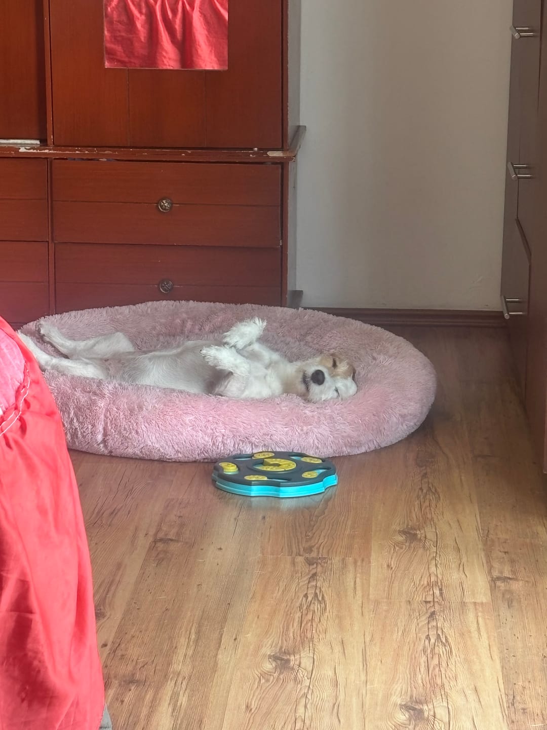Customer photo review of Funda Original para Cama Antiestrés para Perros