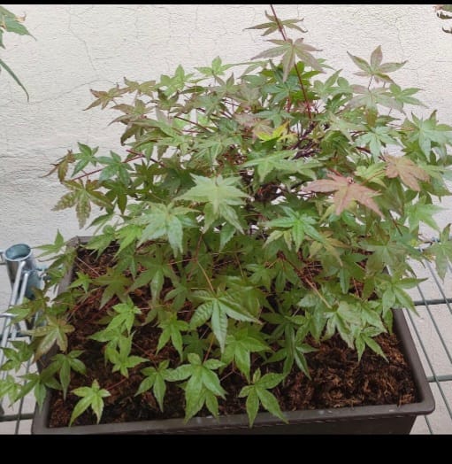 Customer photo review of VASI BONSAI PLASTICA RIGIDA PROFESSIONALI