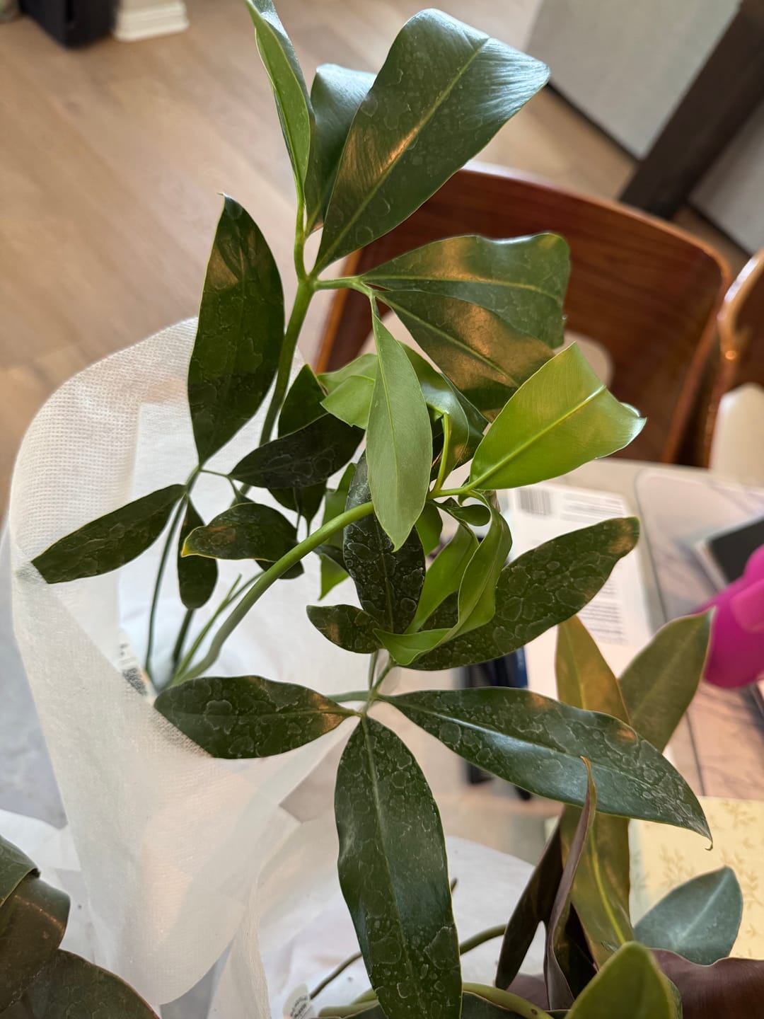 Customer photo review of Philodendron goeldii