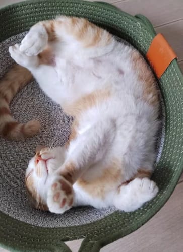 Customer photo review of Instinct Basket | Nature's Safe Space Where Cats Choose to Calm