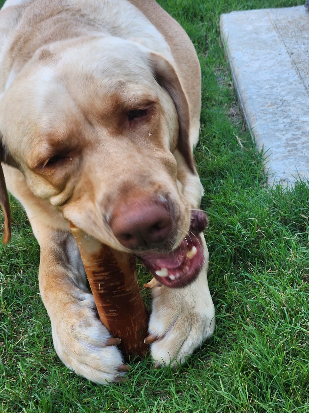 Customer photo review of Regular Bully Sticks
