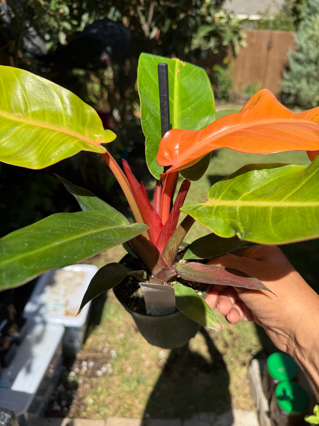 Customer photo review of Philodendron 'Sun Red'