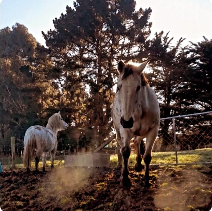 Customer photo review of Digestive EQ - Equine Gut Supplement