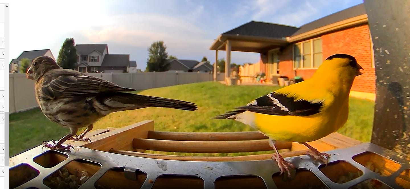 Customer photo review of Birdfy Feeder Bamboo Mini - Bird Feeder With Camera