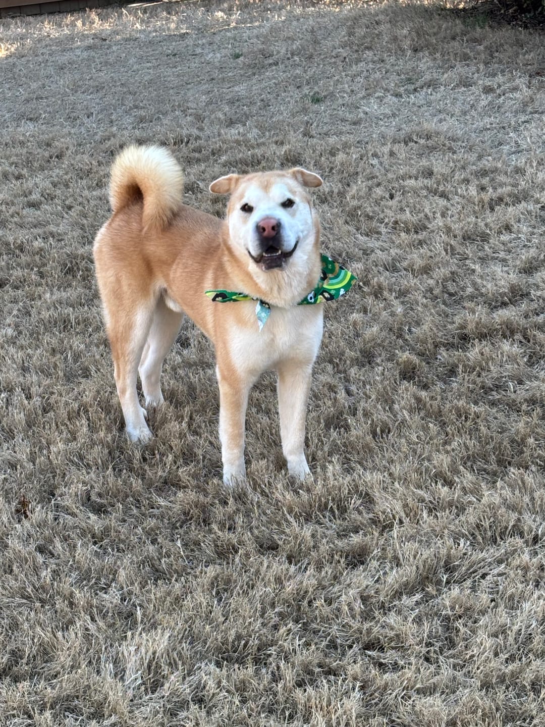 Customer photo review of 12 Inch Braided Jerky Stick