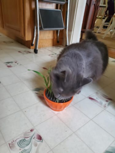Customer photo review of Cat Grass Seeds Bulk