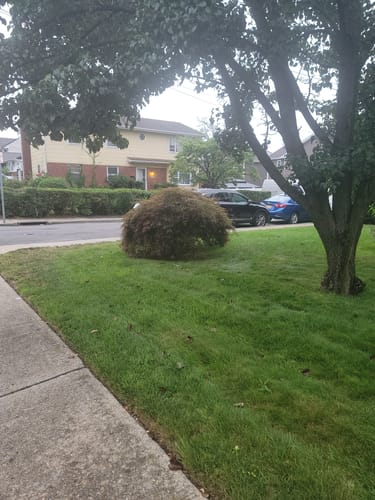 Customer photo review of GCI Turf Blue Heat Grass Seed