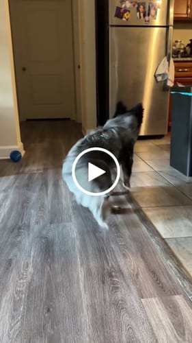 Customer video review of Kauzauber-Ball