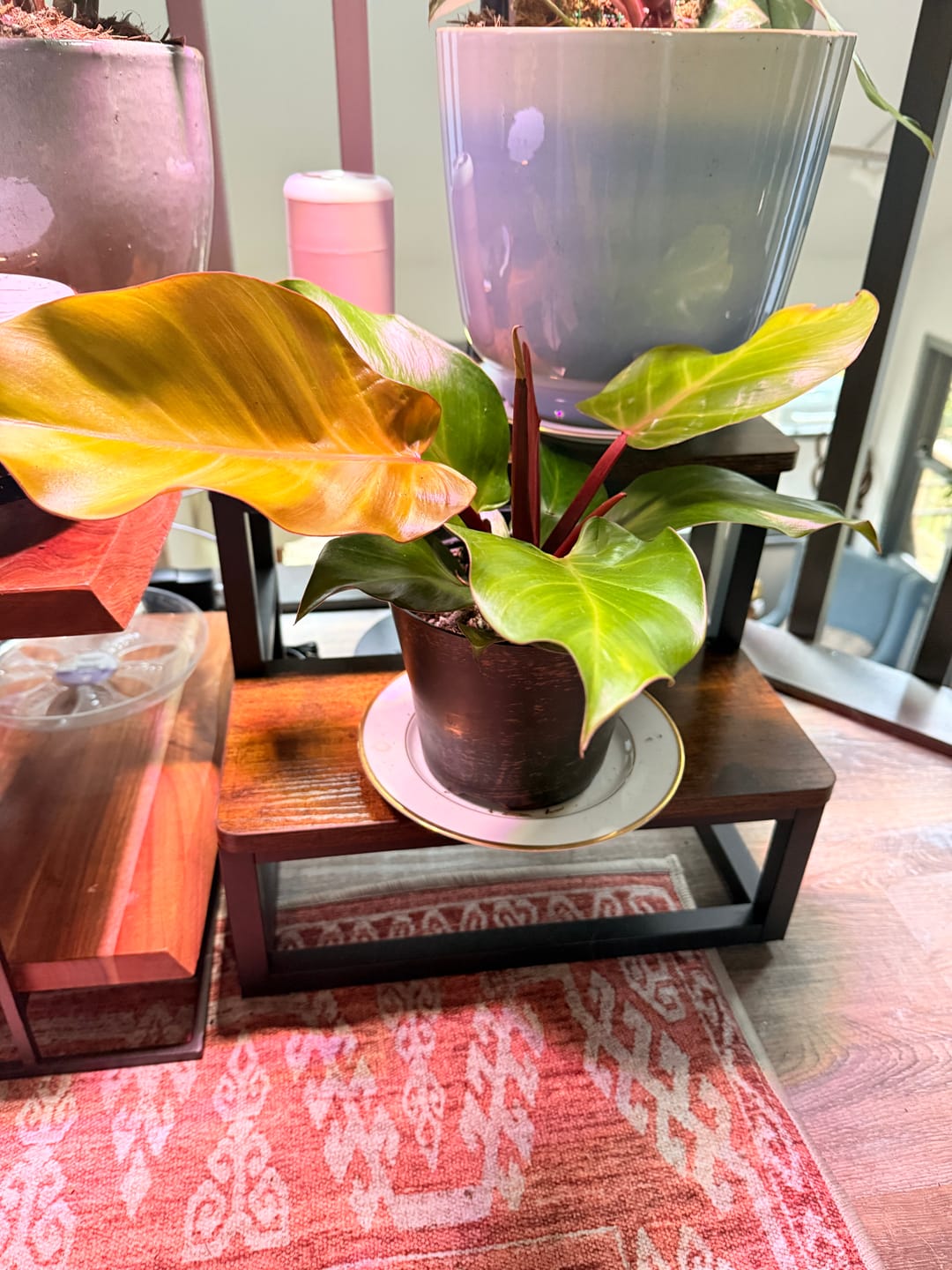 Customer photo review of Philodendron 'McColley's Finale'
