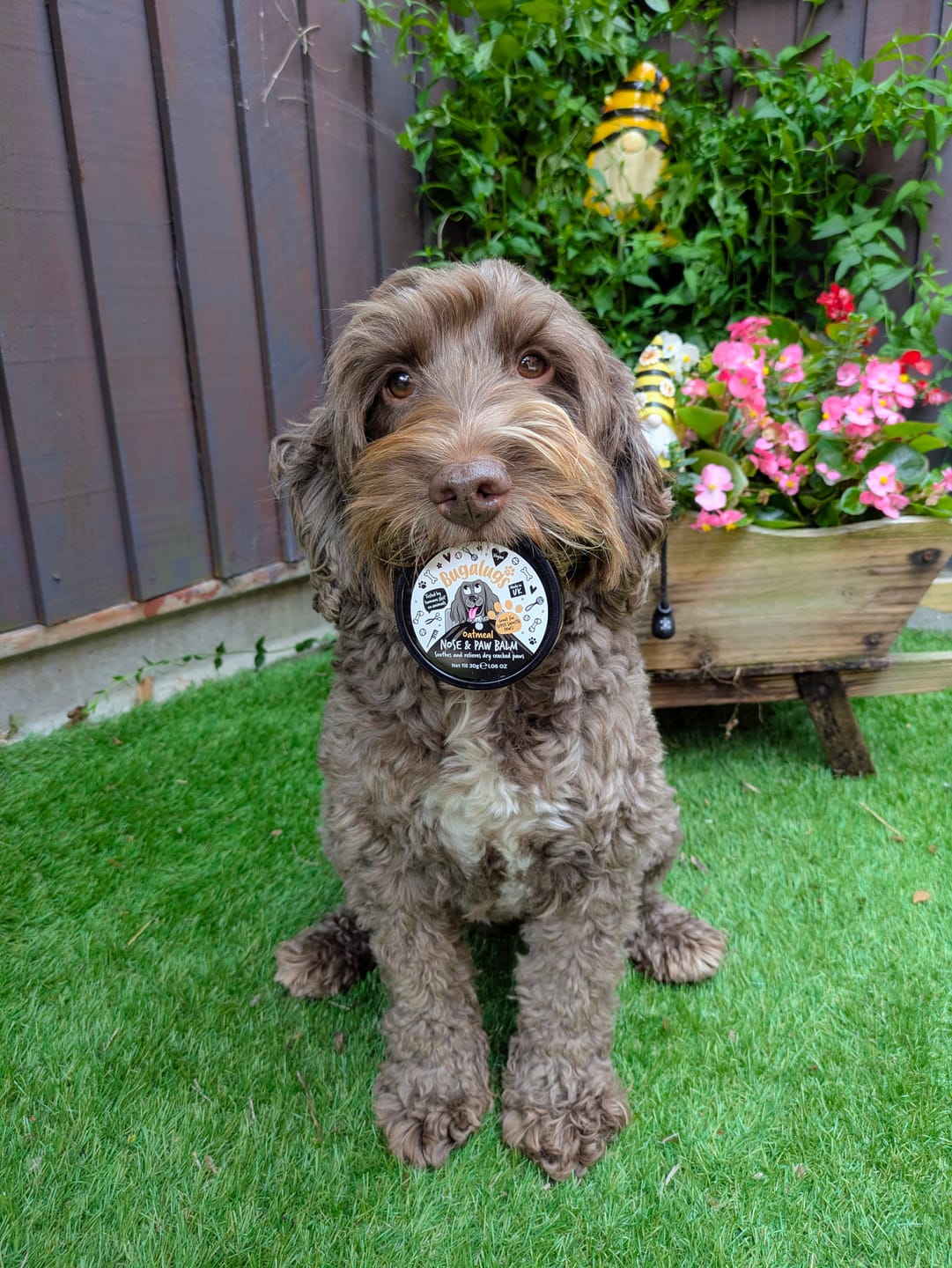 Customer photo review of Oatmeal Nose & Paw Balm Pot for Dogs