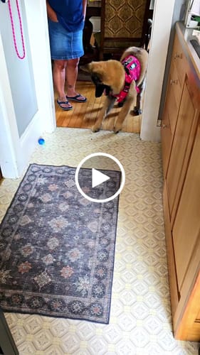 Customer video review of 'Mama Says I'm Special' Hook & Loop Patch For Harness