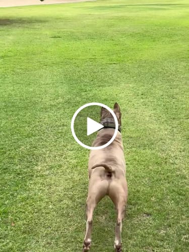 Customer video review of Petsmont Buddy Guard Toy Dog