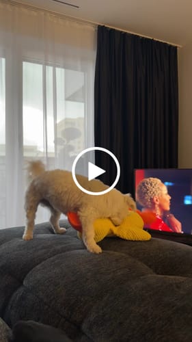 Customer video review of Anti-Stress Ente