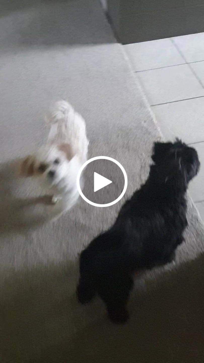 Customer video review of Hip & Joint Health Chews for Dogs
