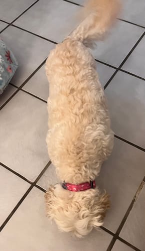 Customer photo review of Collar personalizado para Mascota: Corazones