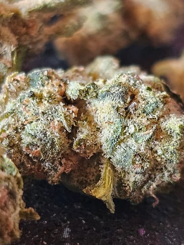 Customer photo review of Grape Stomper THCA Flower