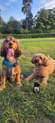 Customer photo review of Oatmeal Nose & Paw Balm Stick for Dogs