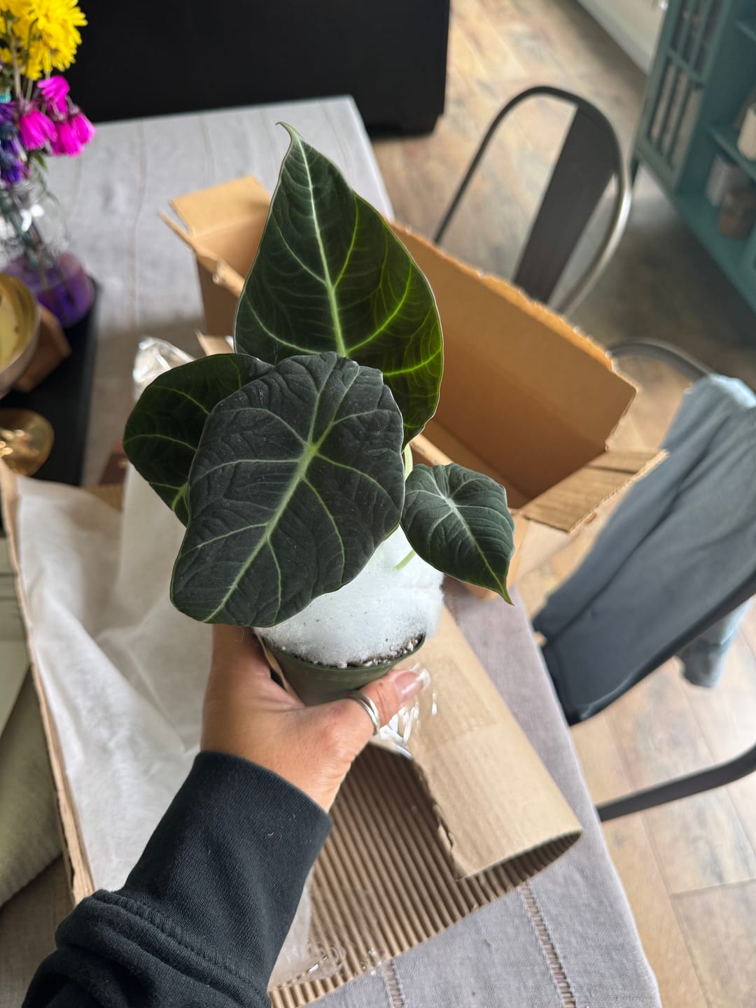 Customer photo review of Alocasia reginula "Black Velvet"